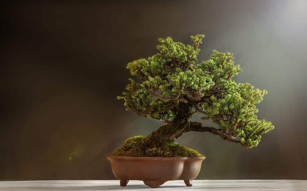 Jak zacząć uprawiać bonsai – krok po kroku dla początkujących